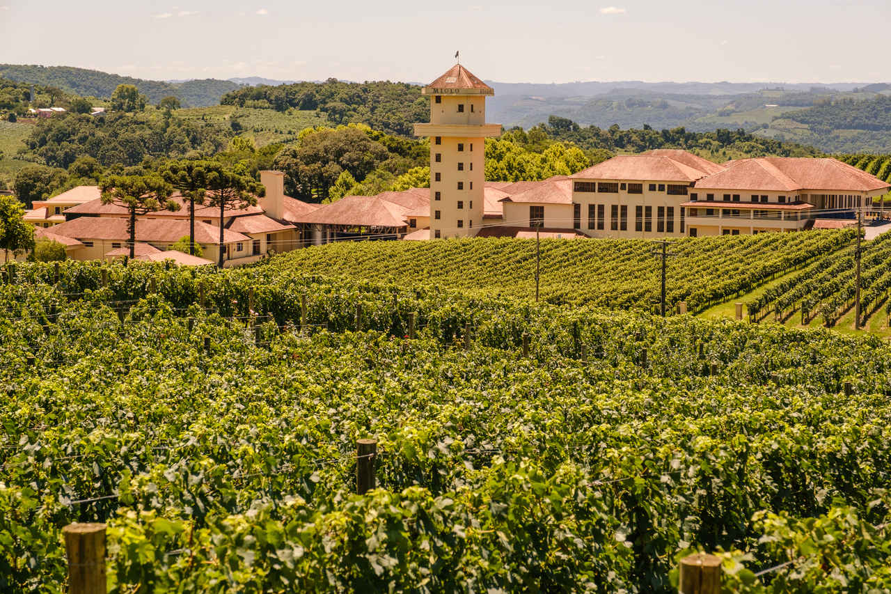 Tour Vinhos e Sabores com Maria Fumaça